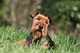 WELSH TERRIER 029